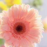 阿花花