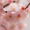 花旦蝶舞