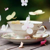 红薯侠